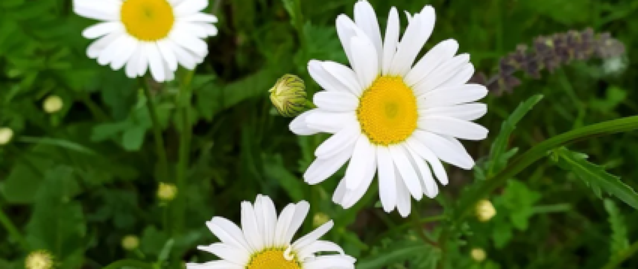 Sekrety Natury: Jak Rośliny Komunikują Się ze Sobą i Światem