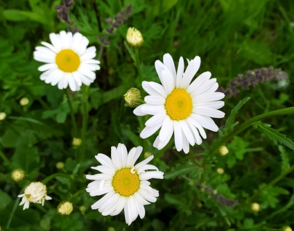 Sekrety Natury: Jak Rośliny Komunikują Się ze Sobą i Światem